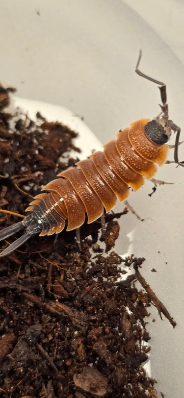 Porcellio Silvestri High Orange Isopods